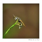 Appesa ad un filo d'erba Appesa ad un filo d'erba