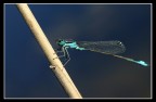 libellula su lago libellula su lago