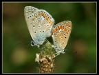 butterflies in love butterflies in love