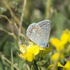 Farfallina Farfallina