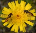 Due amiche Due amiche