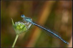 Libellula sul fiore Libellula sul fiore