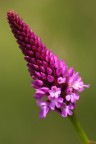 Fiore Fiore