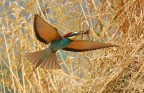 volo radente volo radente