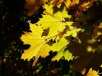 Autunno