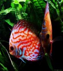 La subaquea famiglia! La subaquea famiglia!