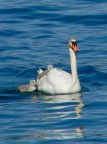 lago maggiore giugno 06