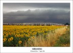 Girasoli! Girasoli!