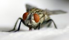 1 scatto macro Mosca 1 scatto macro Mosca