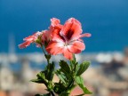 Un fiore Un fiore
