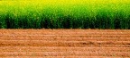 La terra rossiccia con i primi germogli fa da contrasto all'erba medica giallo verde.