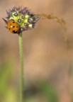 coccinella coccinella