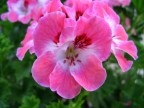 Nel Giardino della casa a Palinuro