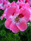 altra foto, stesso fiore