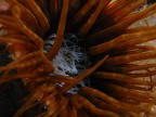 TENTACOLI