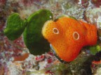 MASCHERA PARASSITA MASCHERA PARASSITA