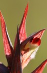 Orchidea selvatica Orchidea selvatica
