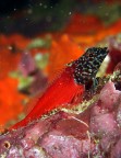 Peperoncino rosso ( un pesce!)