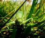 Sdraiato a livello terra,ho atteso l'arrivo della locusta.