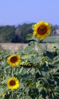 GIRASOLI GIRASOLI
