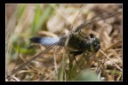 Libellula in agguato Libellula in agguato