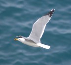 Gabbiano Reale Gabbiano Reale