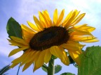 sunflower sunflower