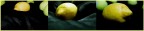 Not Another Lemon Tree Not Another Lemon Tree