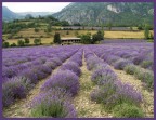 Campo di lavanda Campo di lavanda