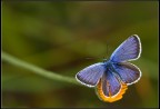 Blue and yellow Blue and yellow