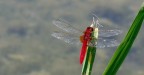 libellula rossa libellula rossa