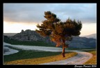 L'albero dorato L'albero dorato