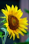 girasole girasole