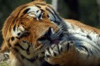 Tigre Tigre