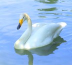 Cigno selvatico Cigno selvatico