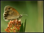Coenonympha pamphilus su fiore Coenonympha pamphilus su fiore