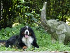 Asso, il mio bovaro del Bernese Asso, il mio bovaro del Bernese