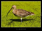 Limosa Limosa