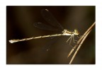 Damselflies Damselflies