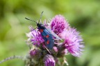 Zygaena filipendulae Zygaena filipendulae