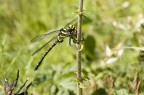 libellula libellula