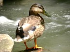 Duck