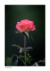 rosa rosa