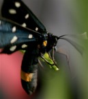 una strana danza una strana danza