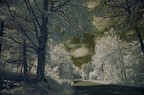 infrarosso strada nel bosco infrarosso strada nel bosco