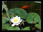 Ninfea Ninfea