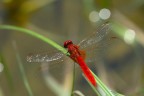 Una foto scattata in fretta per non perdermi questa bellissima libellula. Non ho avuto il tempo di settare tutto a dovere per cui la PDC ne ha risentito... Ma il colore  davvero bello.