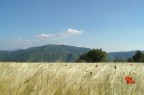 monte nel grano monte nel grano