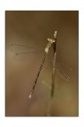 Damselflies#6 Damselflies#6