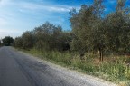 Campo degli olivi Campo degli olivi
